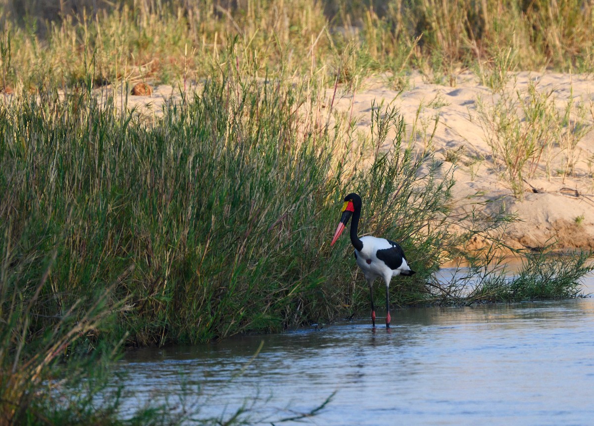 Saddle-billed Stork - ML623207711