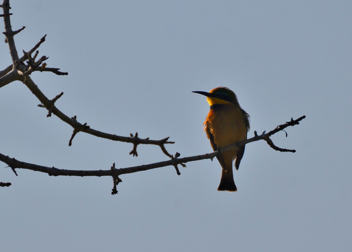 Little Bee-eater - ML623207724