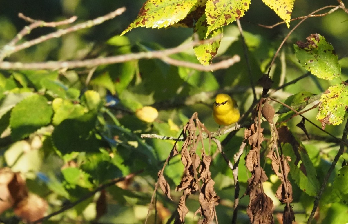 Blue-winged Warbler - ML623207726