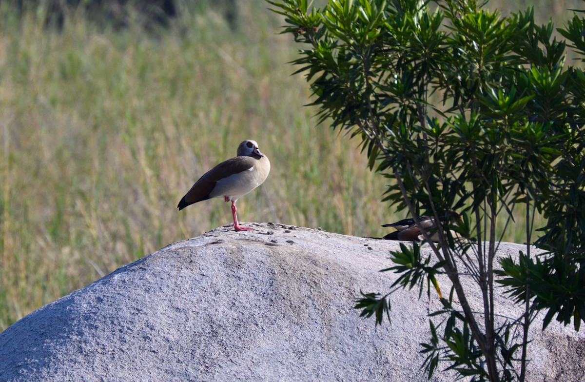 Egyptian Goose - ML623207730