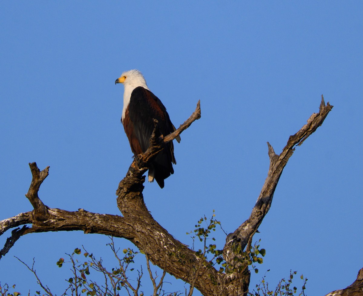 African Fish-Eagle - ML623207736