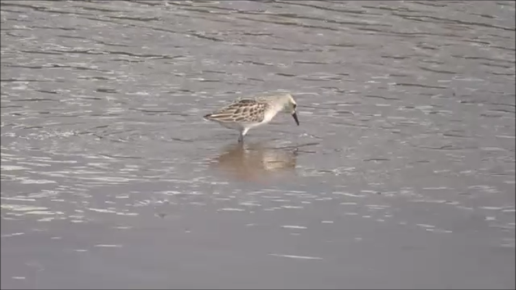 Semipalmated Sandpiper - ML623207739