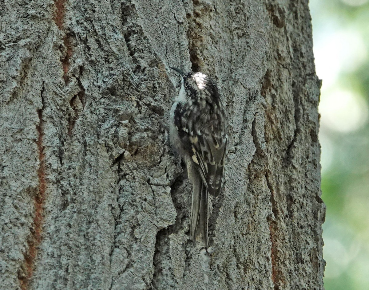 Brown Creeper - ML623207772