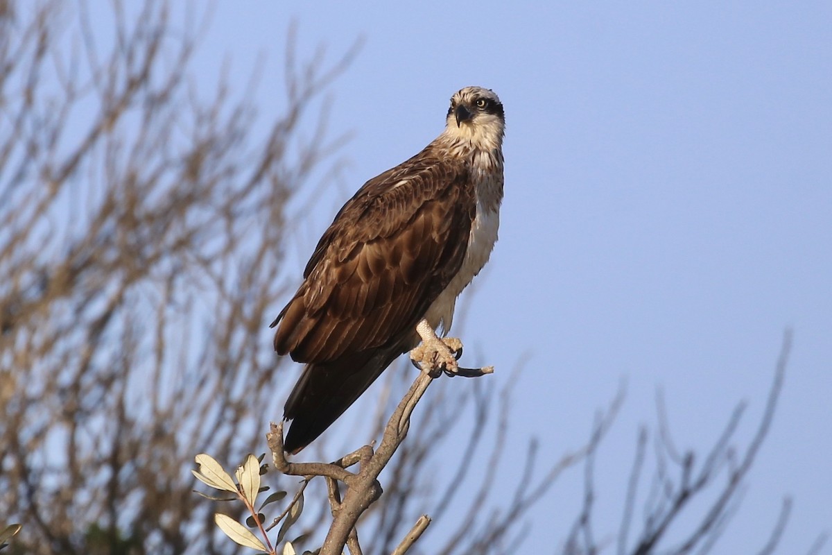 Águila Pescadora (Australia) - ML623207806