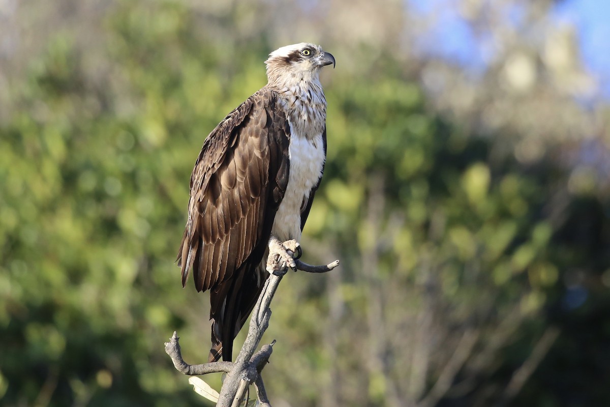 Águila Pescadora (Australia) - ML623207807