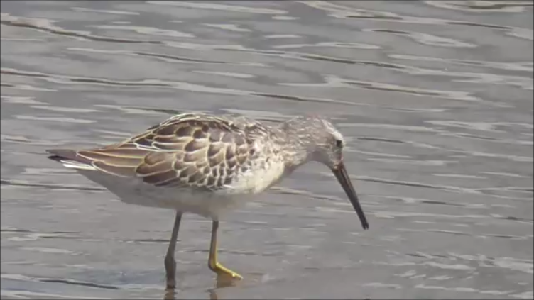 Stilt Sandpiper - Paul Driver