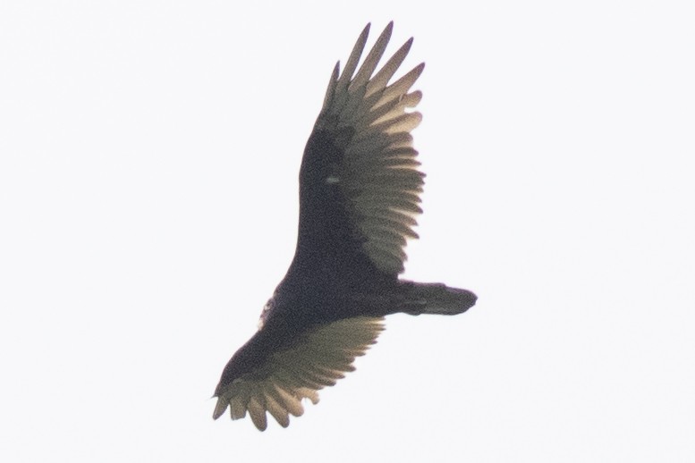 Turkey Vulture - ML623207822