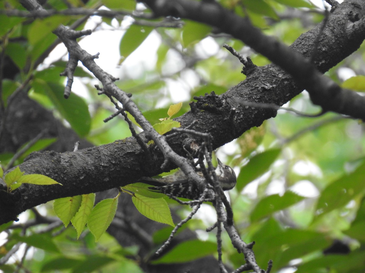 Japanese Pygmy Woodpecker - Andrew Kramer