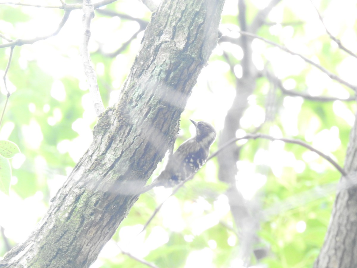 Japanese Pygmy Woodpecker - ML623207890