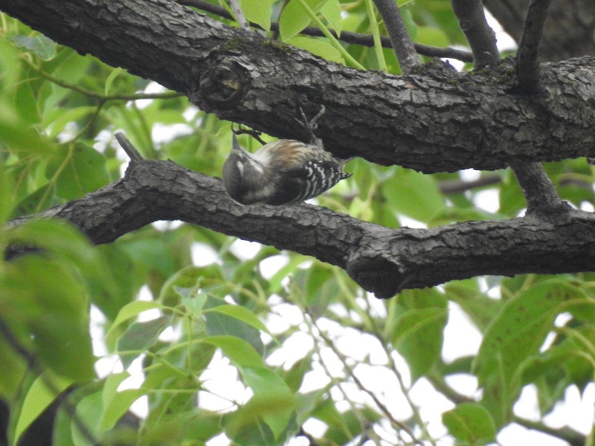 Japanese Pygmy Woodpecker - ML623207891