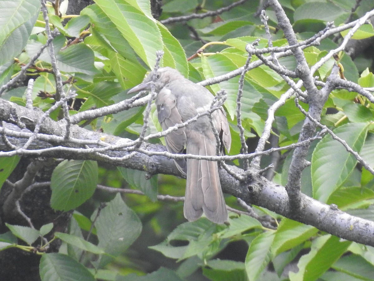 Brown-eared Bulbul - ML623207895