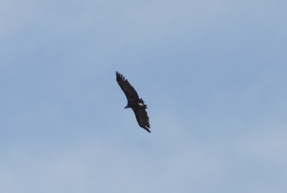 Cinereous Vulture - ML623207896