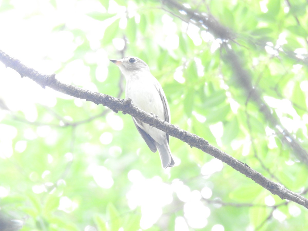 Asian Brown Flycatcher - ML623207904