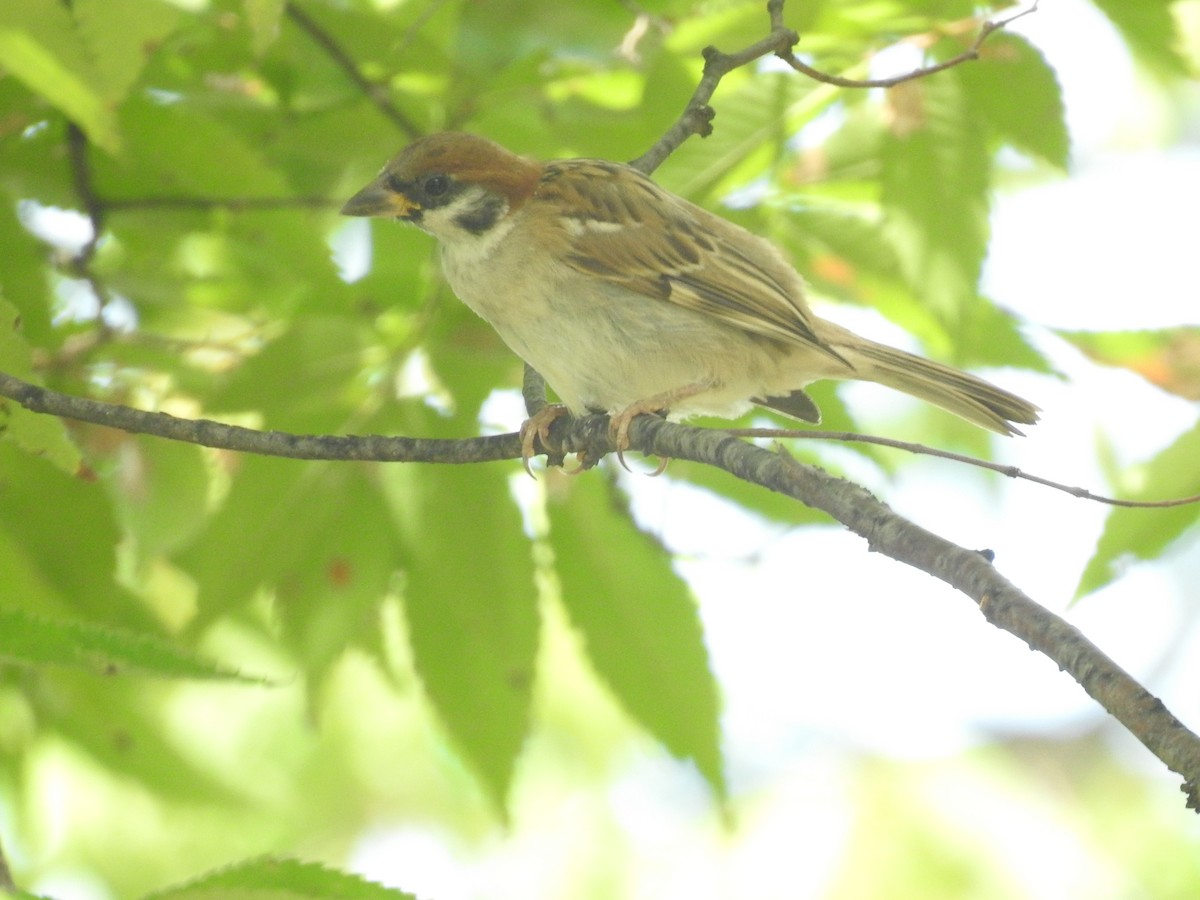 Moineau friquet - ML623207911