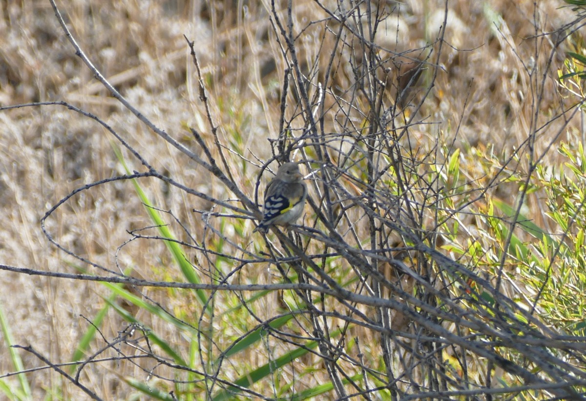 European Goldfinch - ML623207939