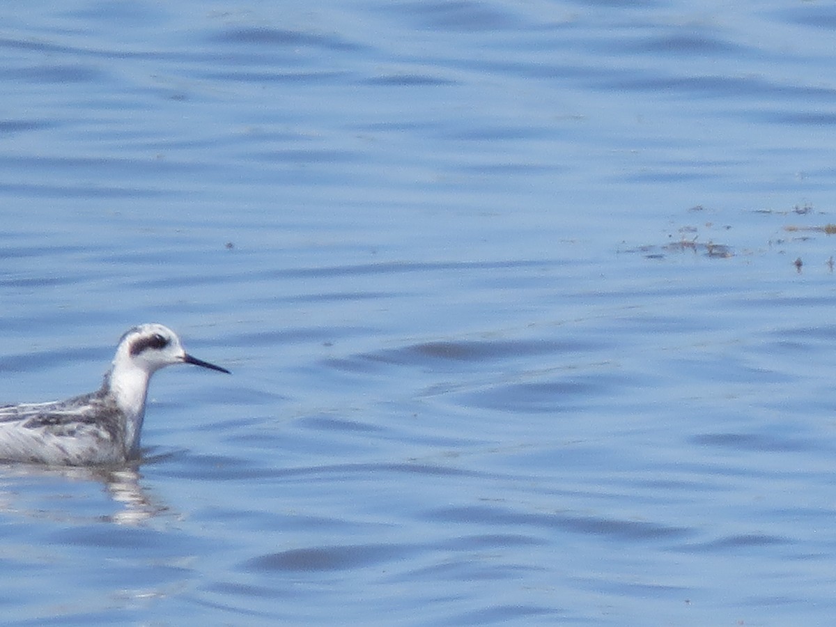 ub. svømmesnipe (Phalaropus sp.) - ML623207968