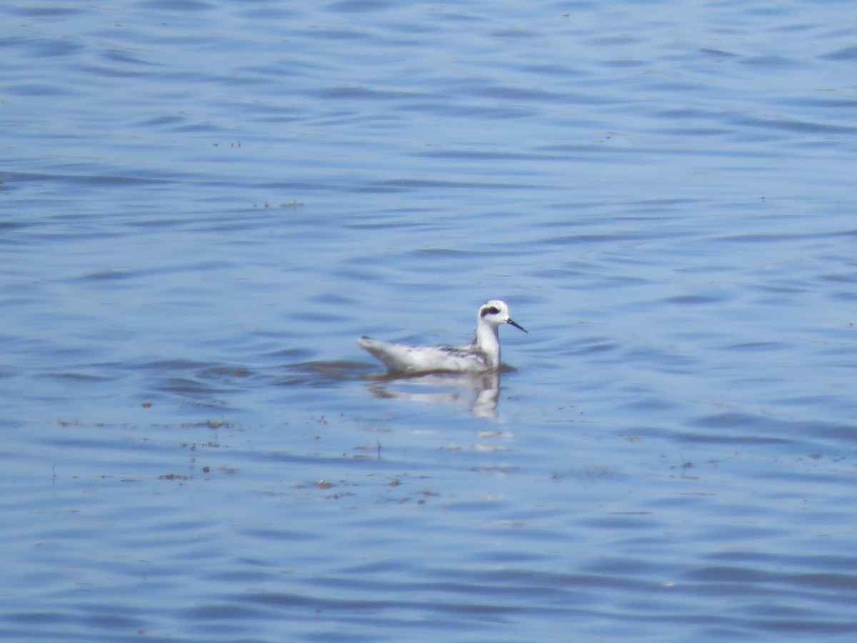 ub. svømmesnipe (Phalaropus sp.) - ML623207983