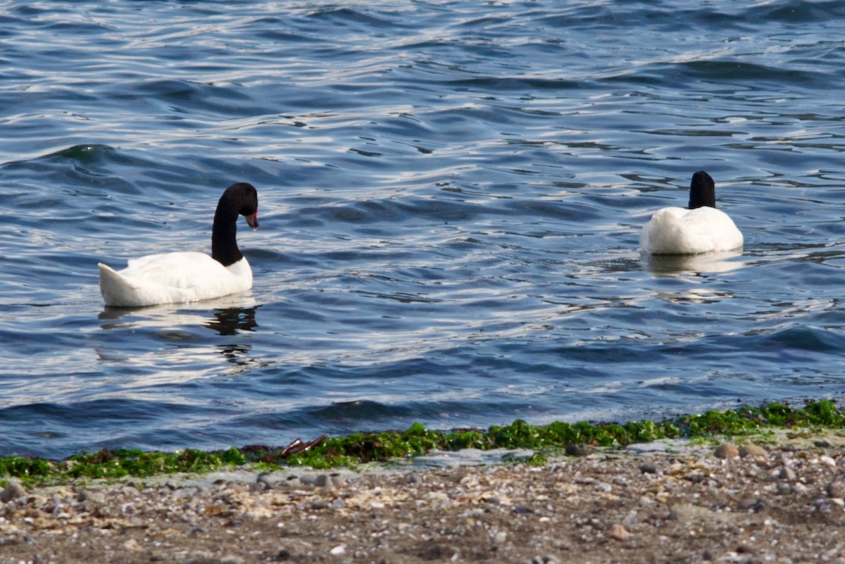 Black-necked Swan - ML623207999