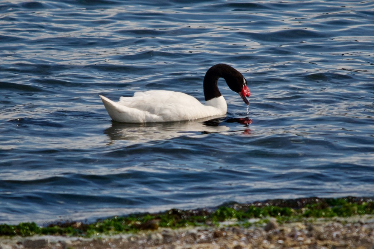 Black-necked Swan - ML623208000