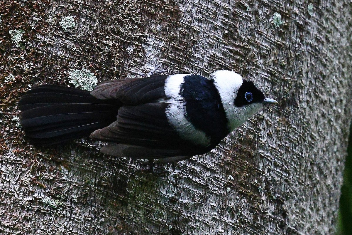 Pied Monarch - ML623208022