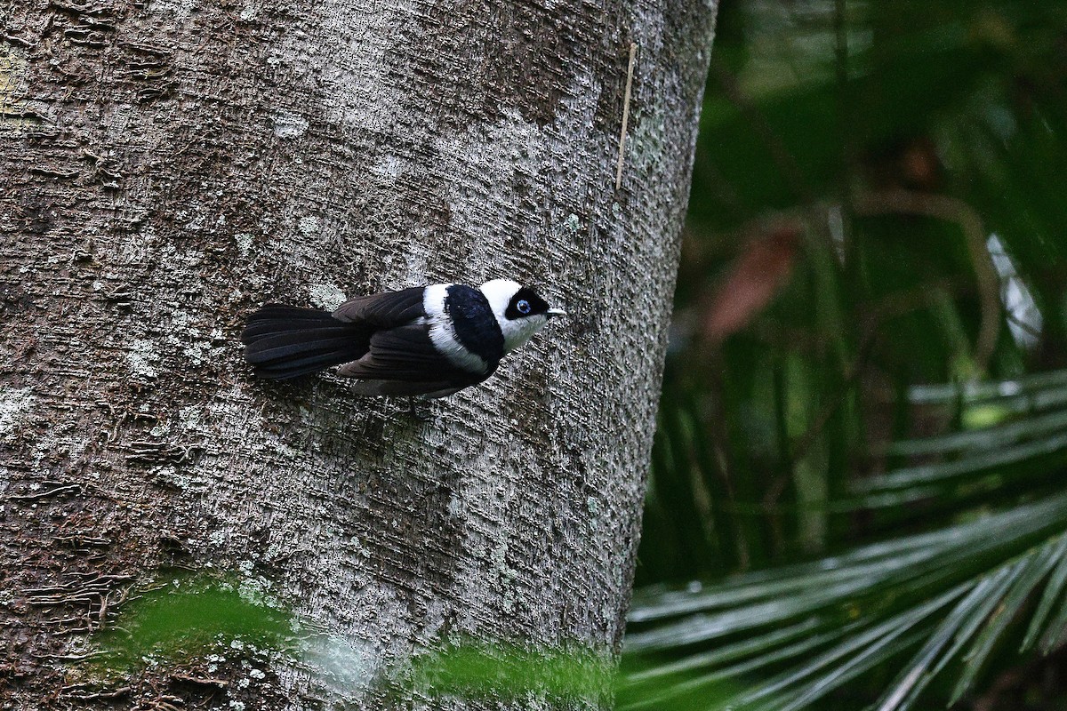 Pied Monarch - ML623208023