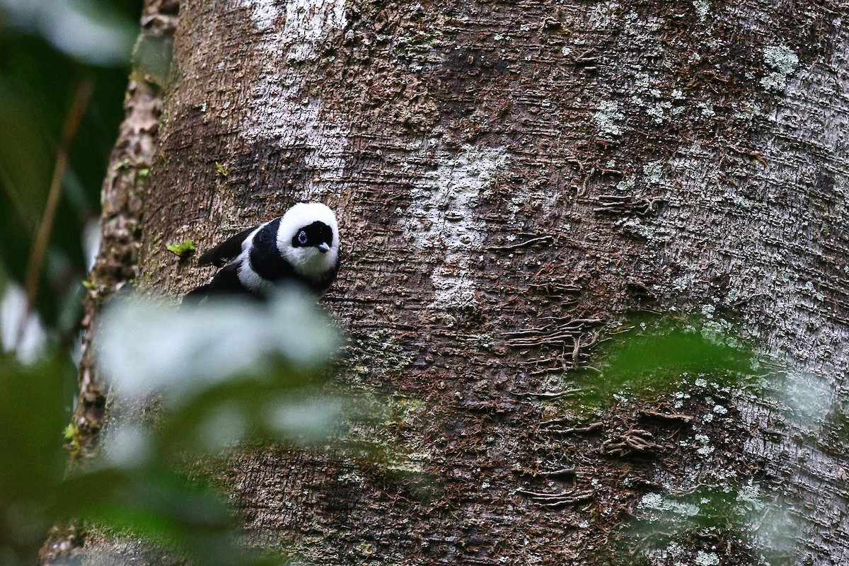 Pied Monarch - ML623208025