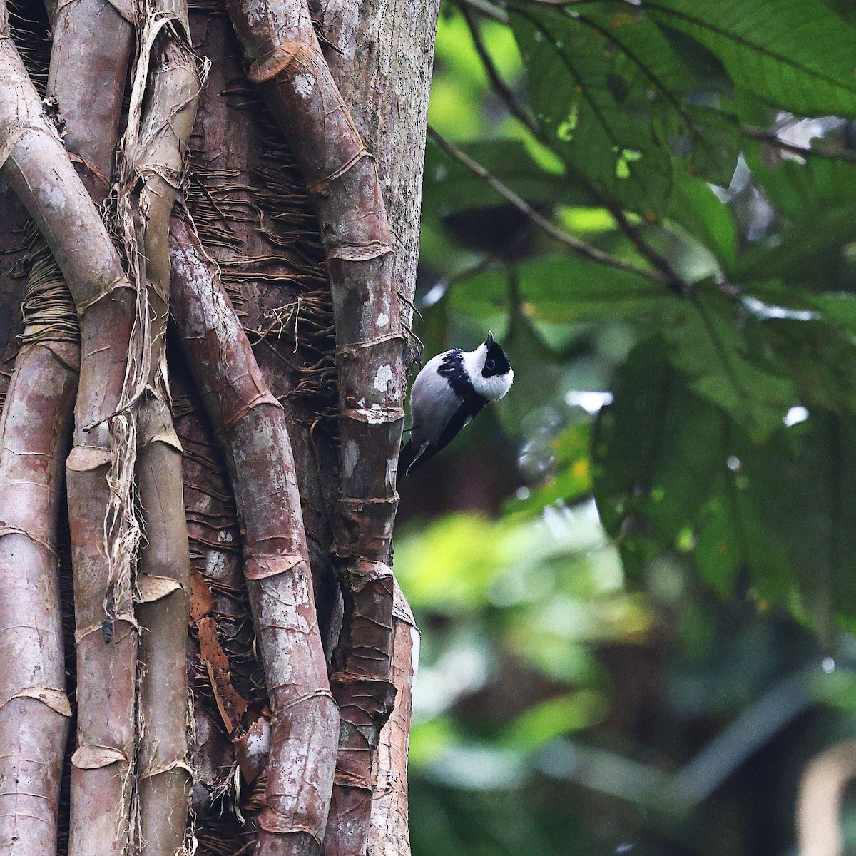 Pied Monarch - ML623208027