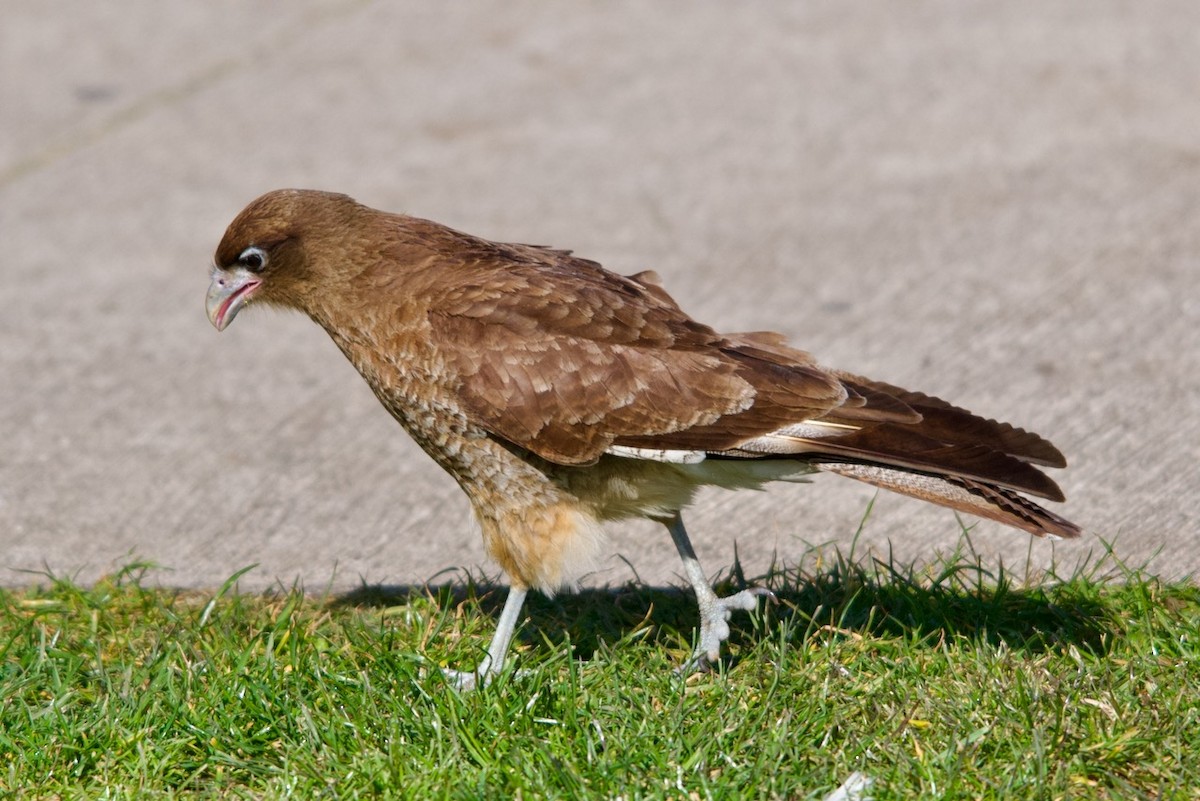 Chimango Caracara - ML623208033