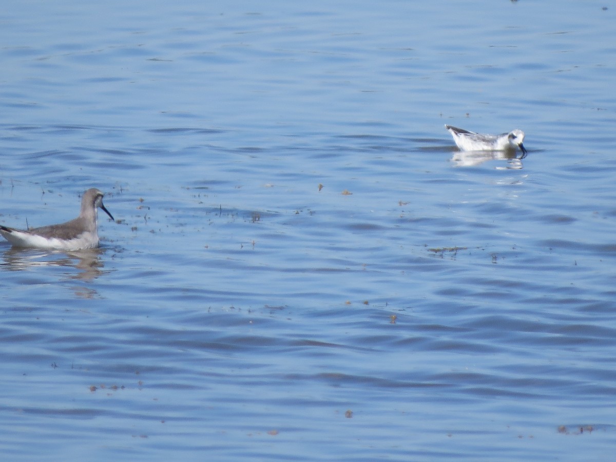 Wilson's Phalarope - Lisa Hoffman