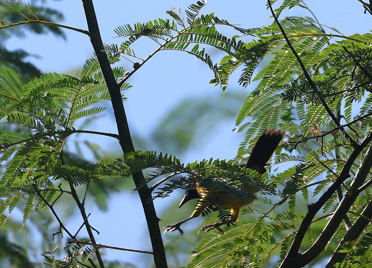 Orange-crowned Oriole - Pam Rasmussen