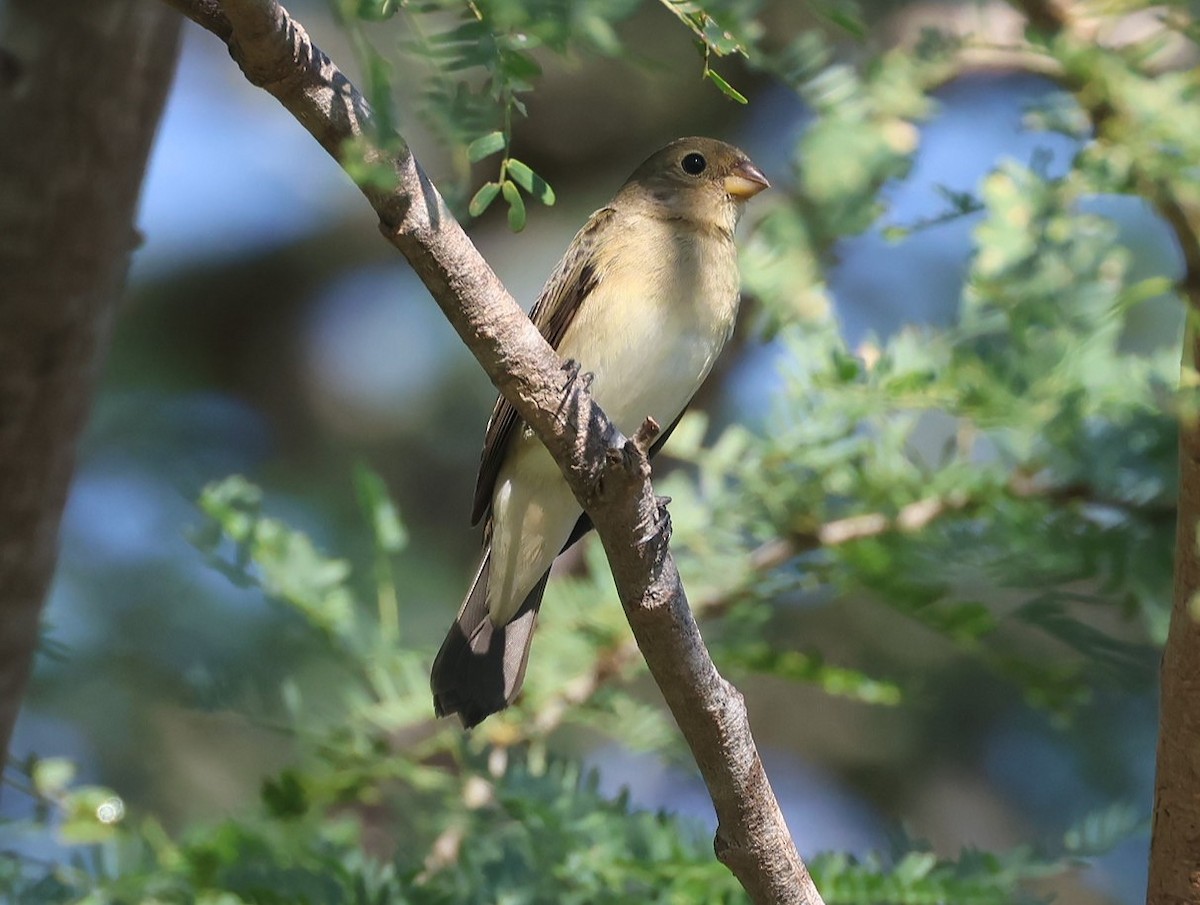 Gray Seedeater - ML623208080