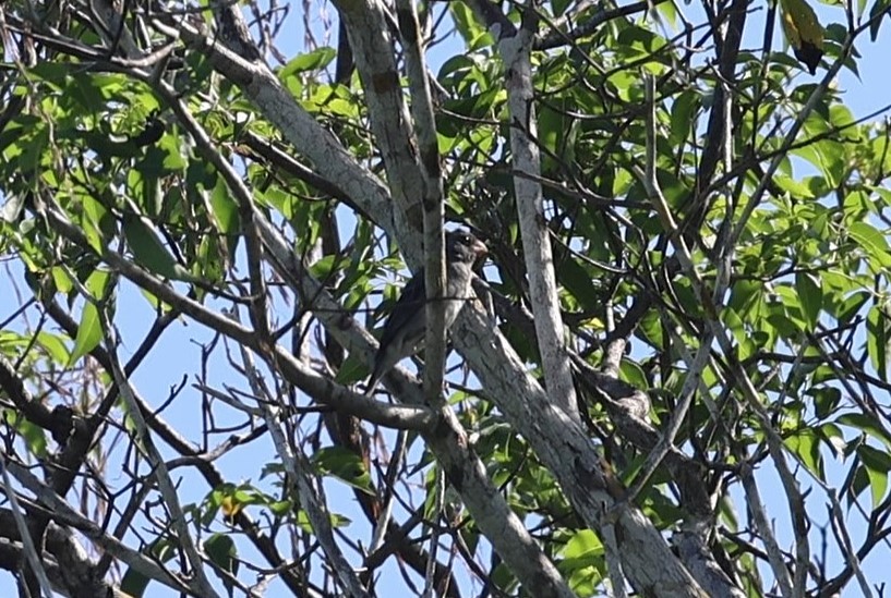 Gray Seedeater - ML623208081