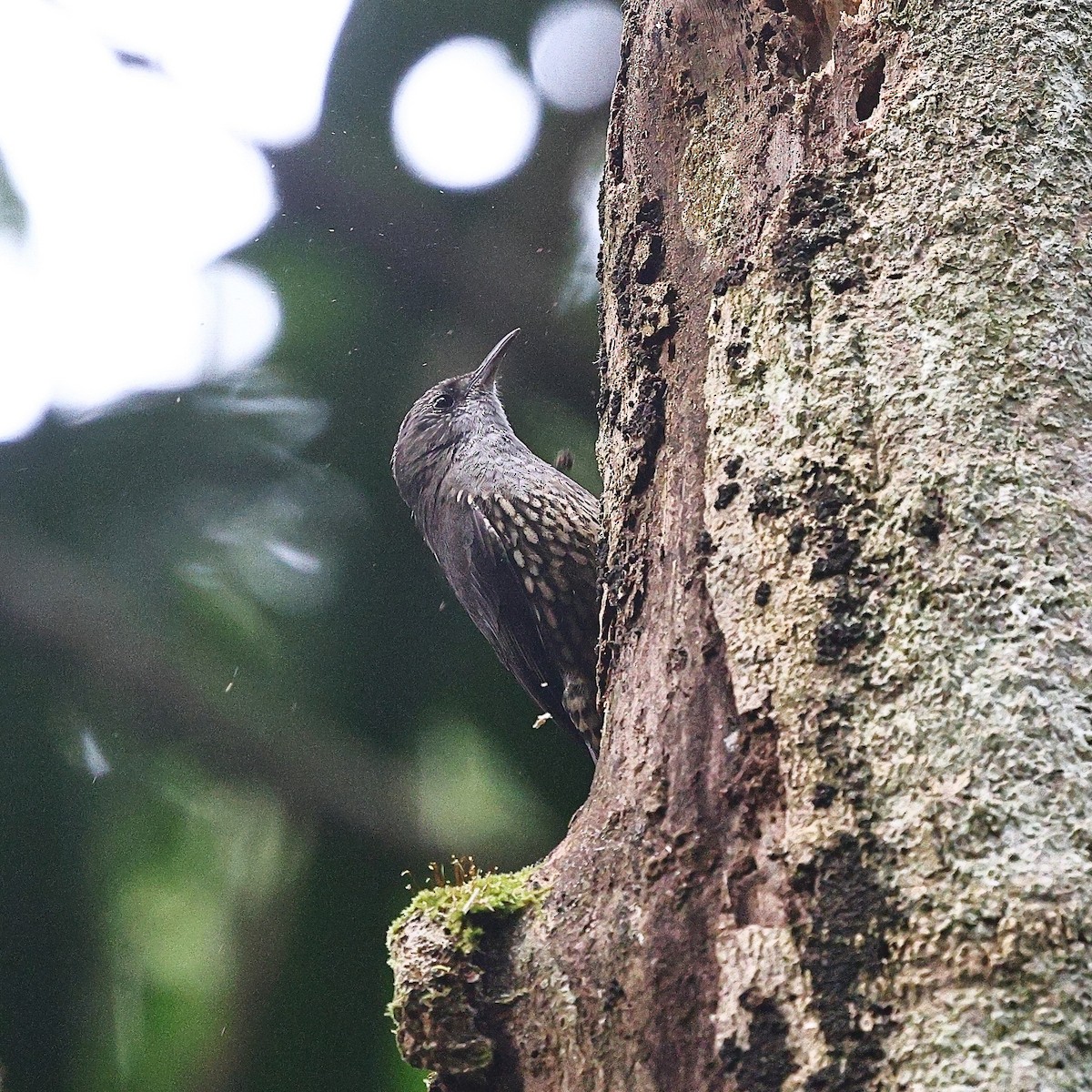 White-throated Treecreeper (Little) - ML623208122