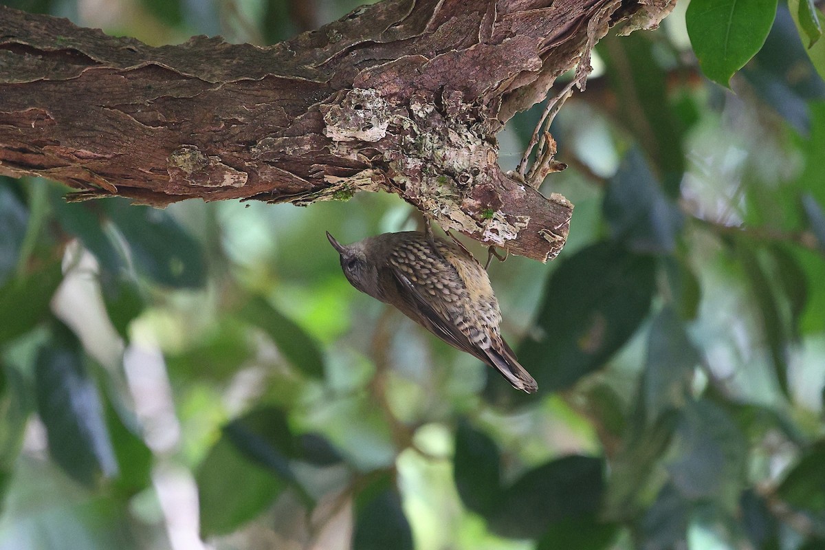 White-throated Treecreeper (Little) - ML623208123