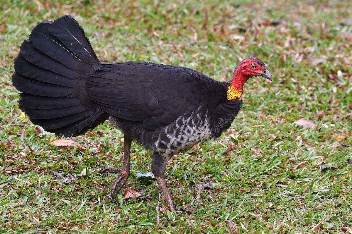 Australian Brushturkey - ML623208142