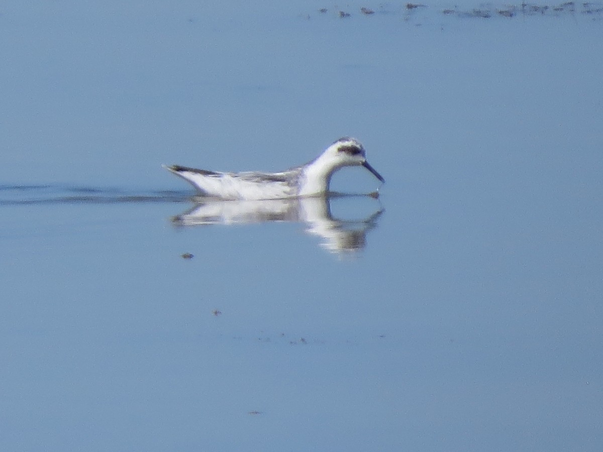 ub. svømmesnipe (Phalaropus sp.) - ML623208152