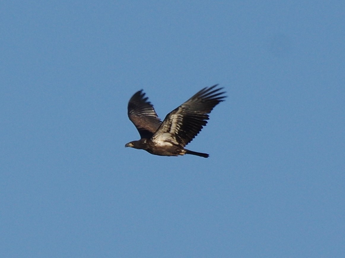 Bald Eagle - ML623208162