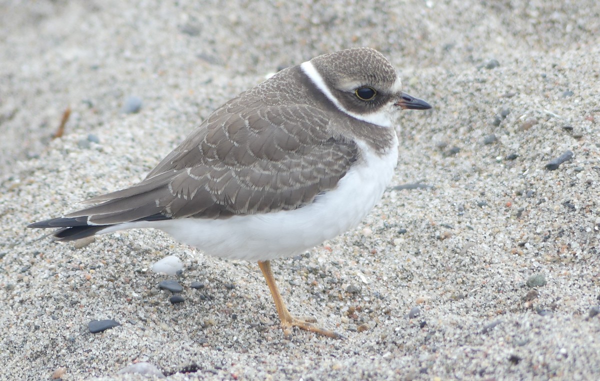 eBird Checklist - 1 Sep 2024 - Pointe de Maizerets - 24 species (+4 ...