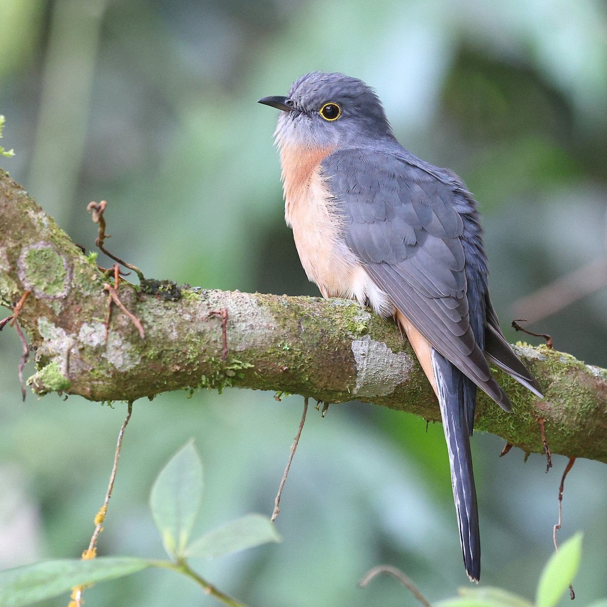 Fan-tailed Cuckoo - ML623208180