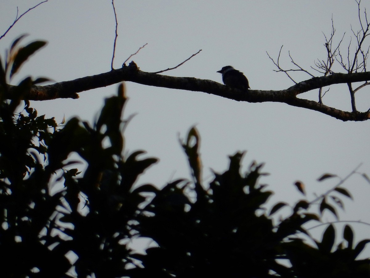 Buff-bellied Puffbird - ML623208182