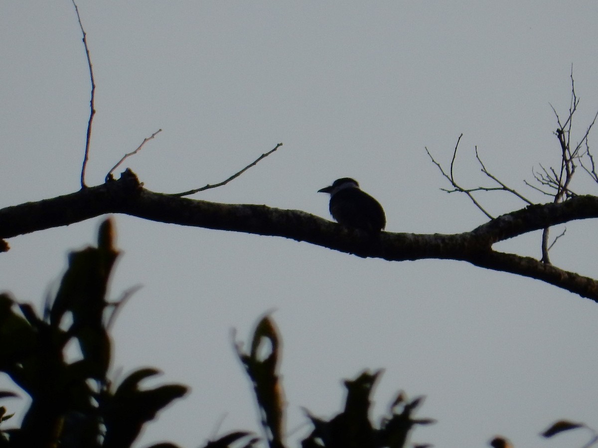 Buff-bellied Puffbird - ML623208183