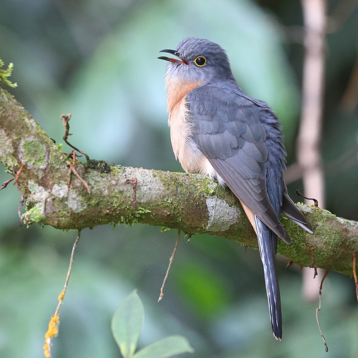 Fan-tailed Cuckoo - ML623208185