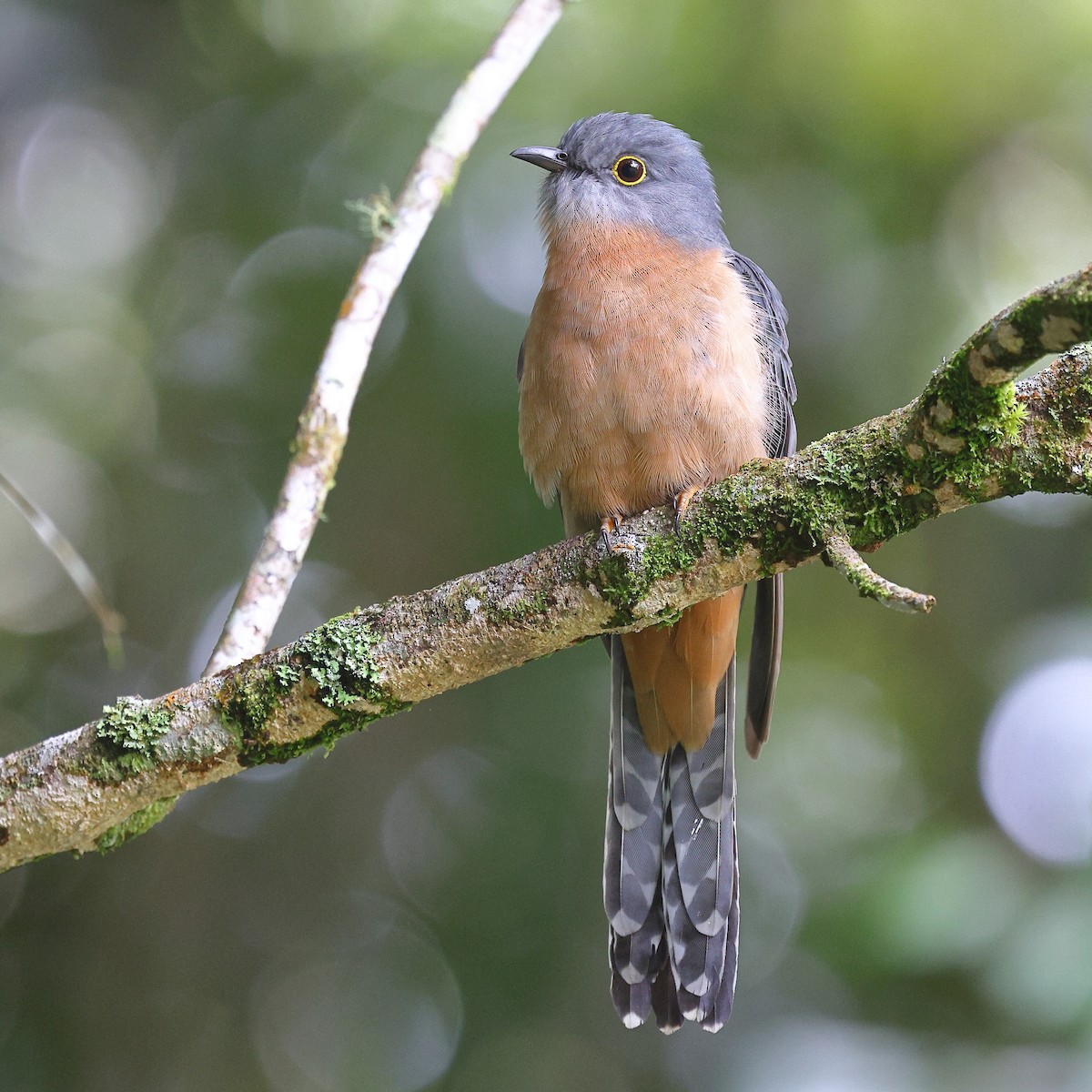 Fan-tailed Cuckoo - ML623208190