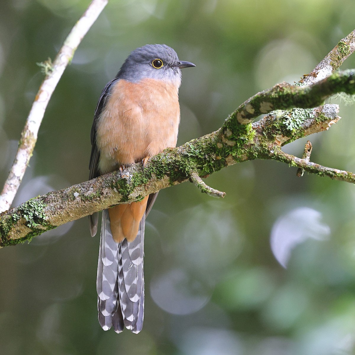 Fan-tailed Cuckoo - ML623208191