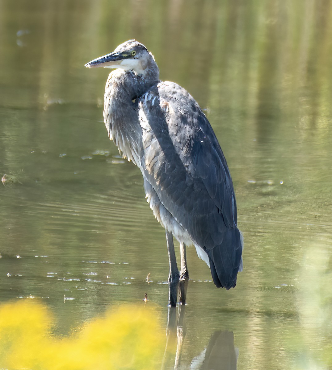 Great Blue Heron - ML623208201