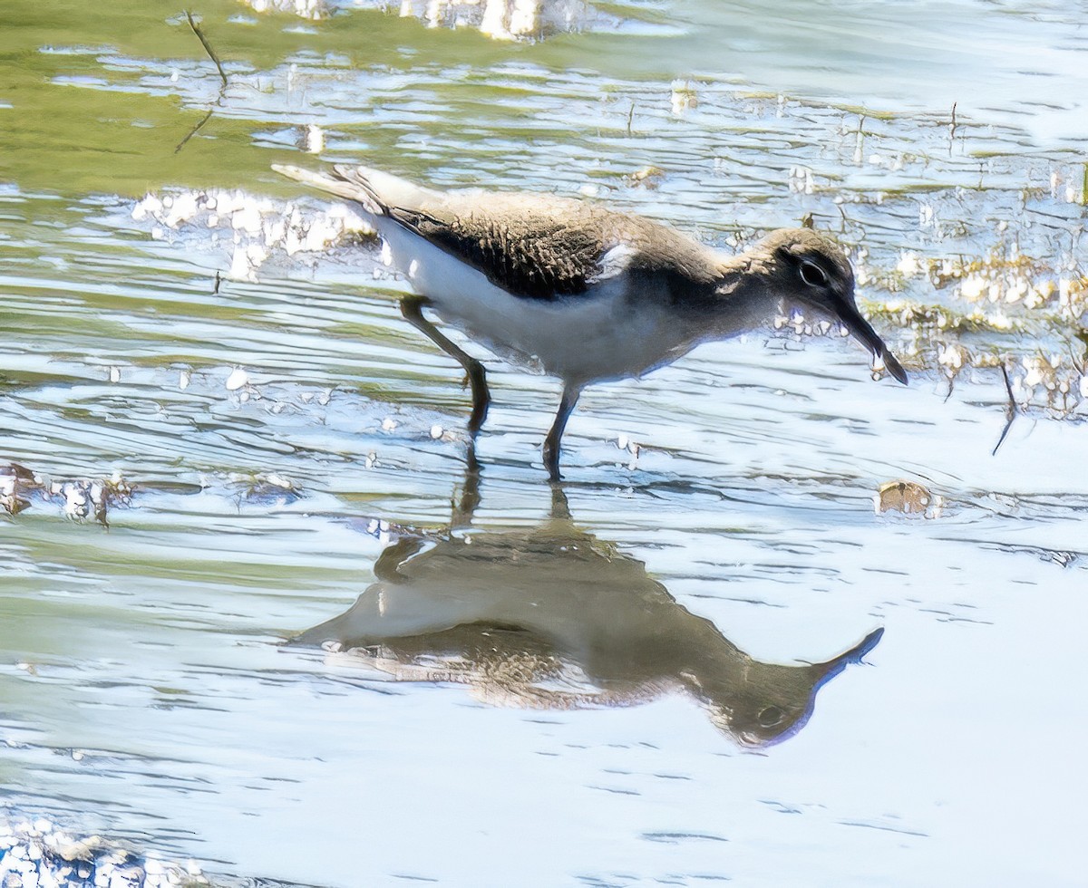 Spotted Sandpiper - ML623208214