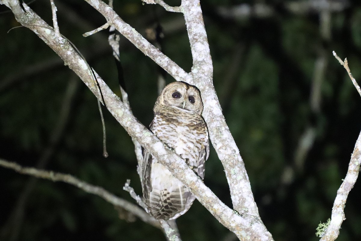 Rusty-barred Owl - ML623208226