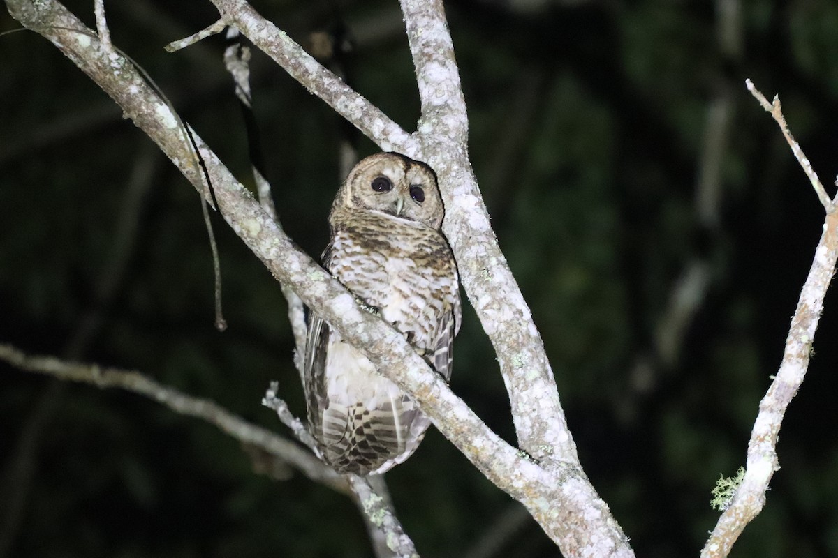 Rusty-barred Owl - ML623208227