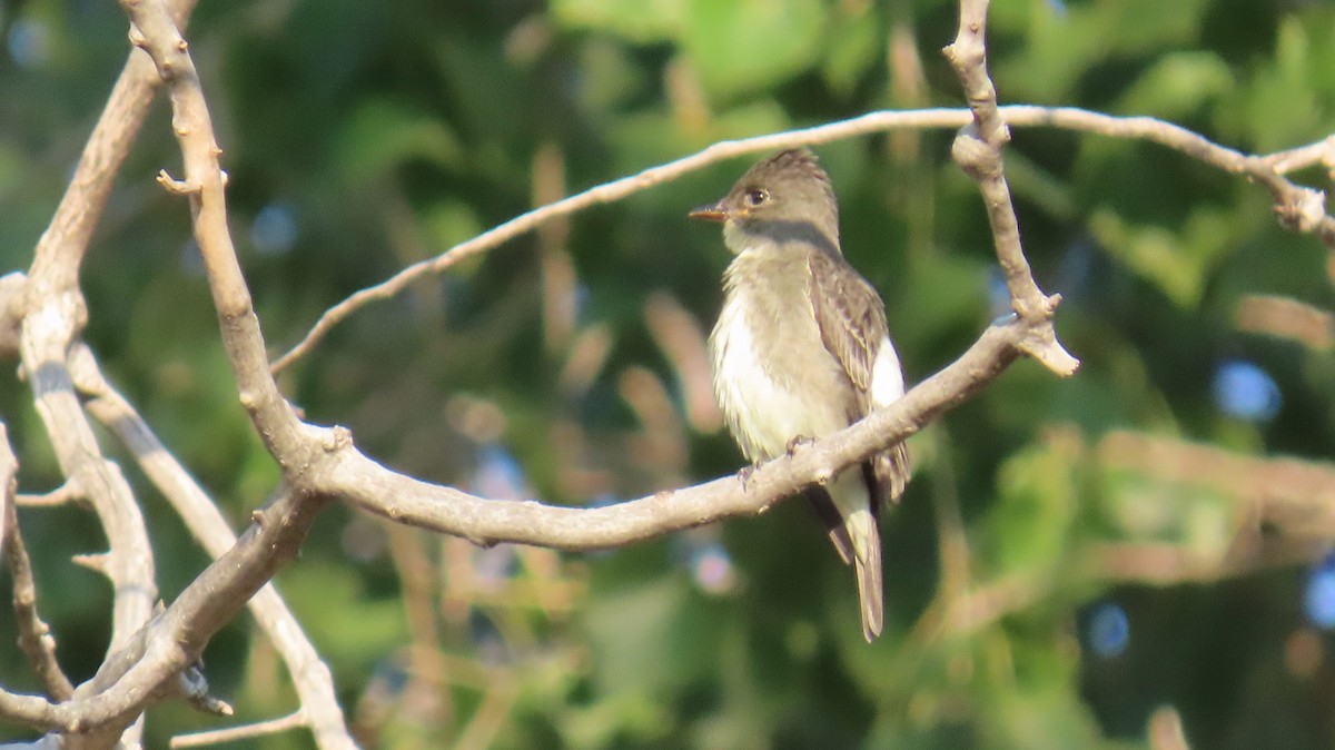 Western Wood-Pewee - ML623208241