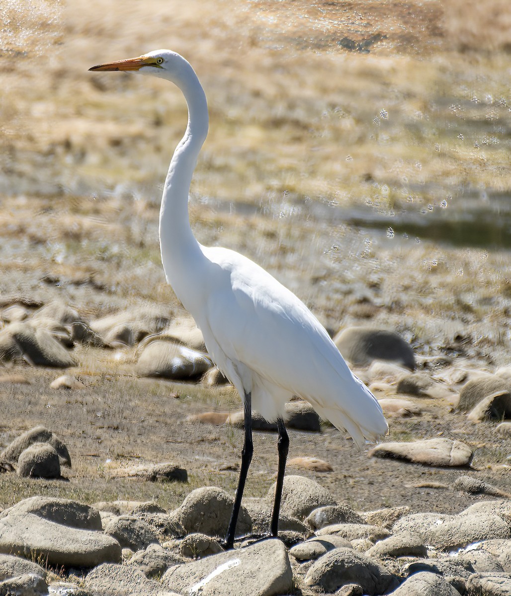 Great Egret - ML623208248